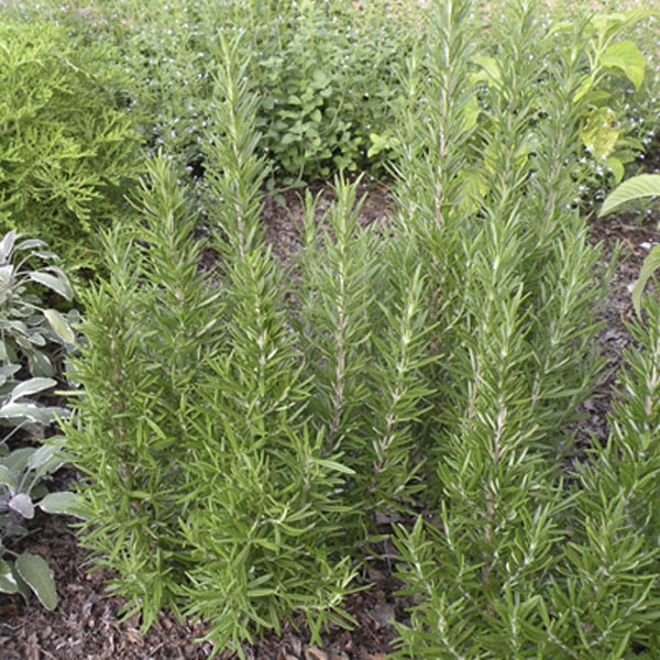 Rosemary 'Barbecue'