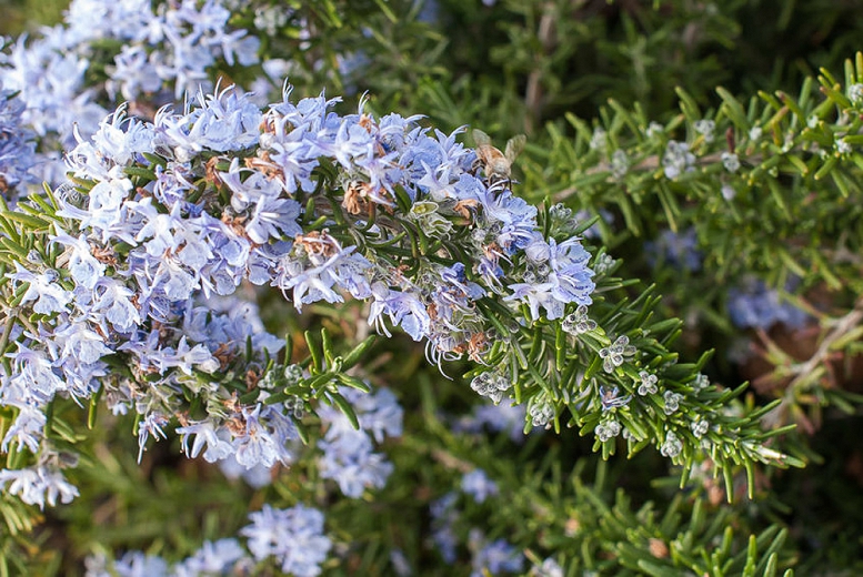 Rosmarinus 'Prostratus'