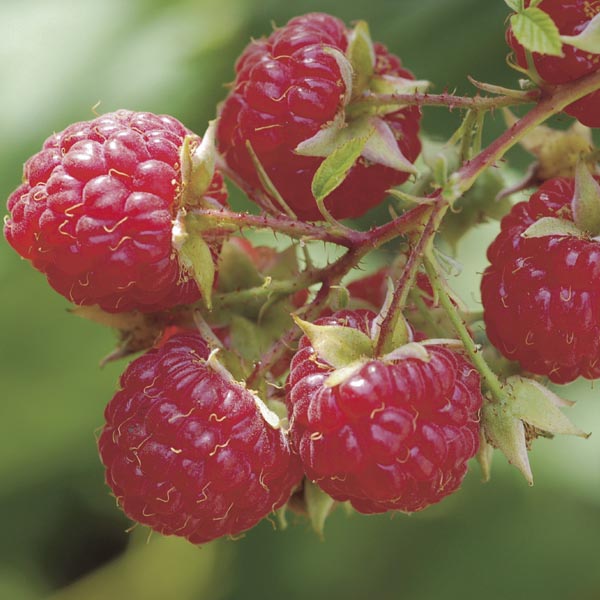 Rubus 'Boyne'