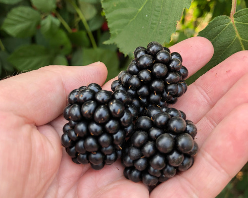 Rubus Chester Thornless