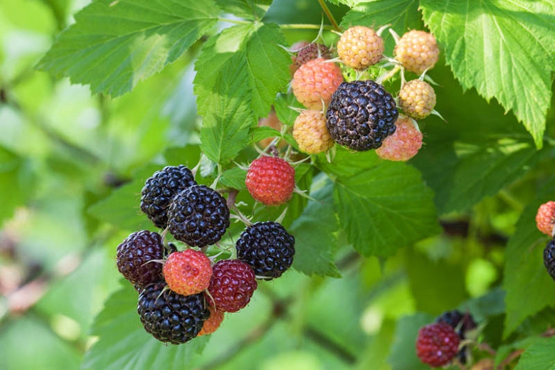 Rubus 'Jewel'