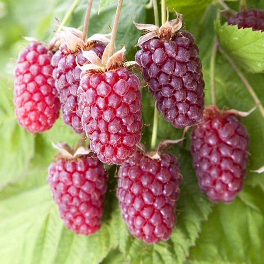 Rubus 'Loganberry'