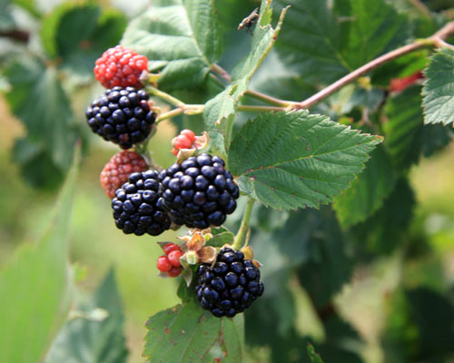 Rubus 'Triple Crown'