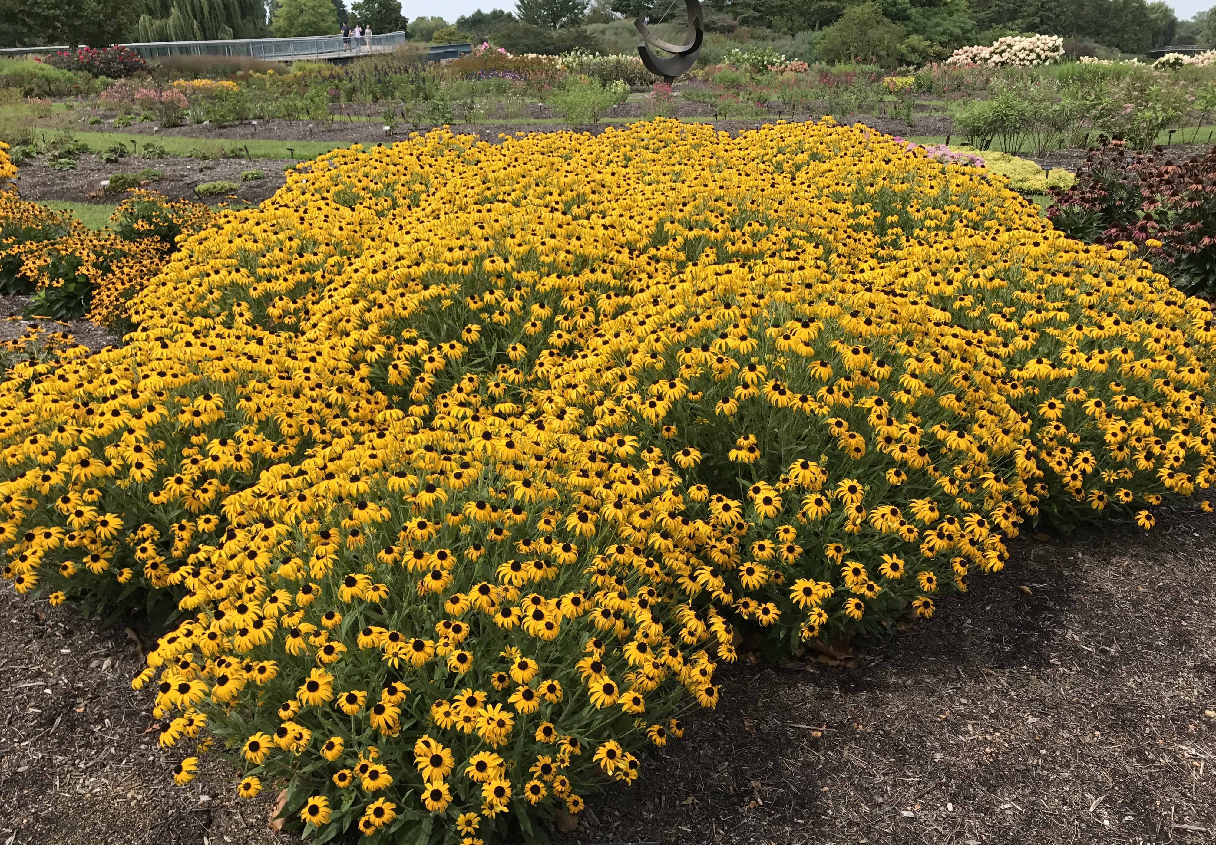 Rudbeckia 'American Gold Rush'