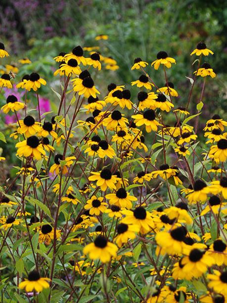 Rudbeckia triloba 'Blackjack Gold'