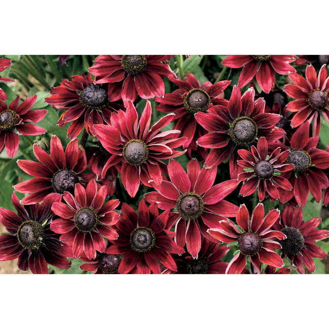 Rudbeckia hirta 'Cherry Brandy'