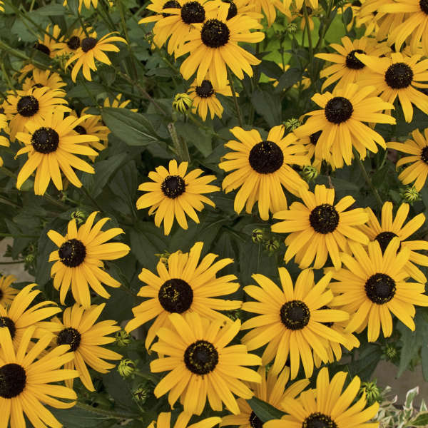 Rudbeckia 'Early Bird Gold'