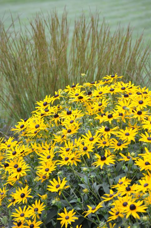 Rudbeckia Fulgida