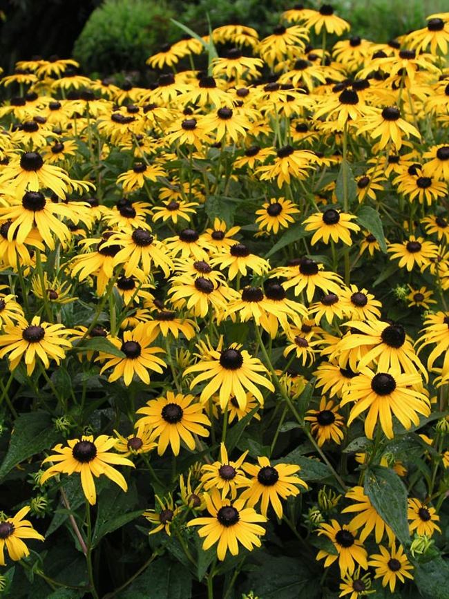 Rudbeckia 'Goldsturm'