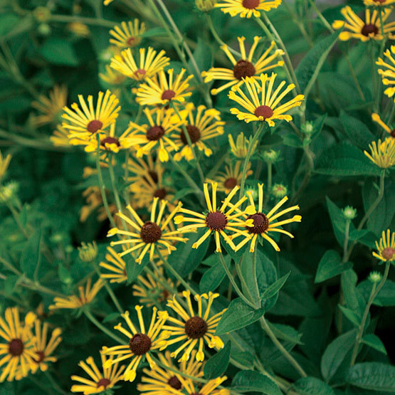 Rudbeckia 'Henry Eilers'