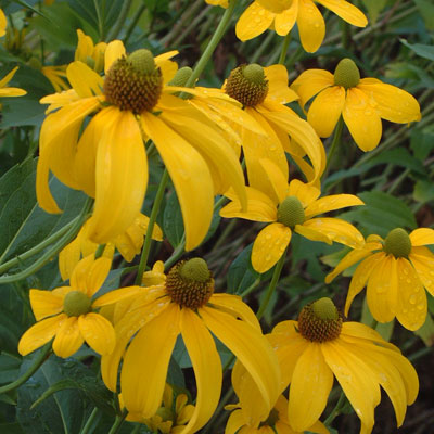 Rudbeckia nitida 'Herbstonne'