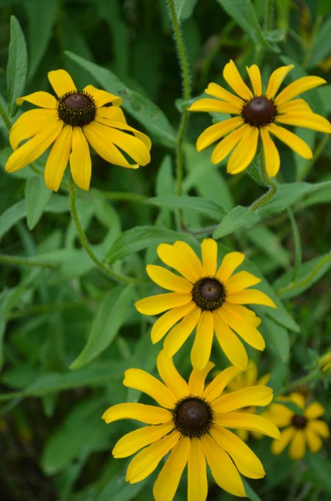 Rudbeckia Hirta