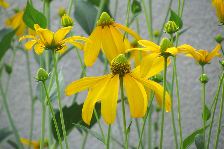 Rudbeckia laciniata
