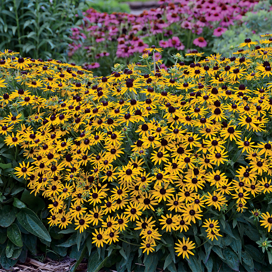 Rudbeckia 'Little Goldstar'