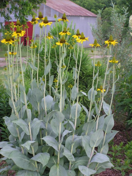 Rudbeckia maxima