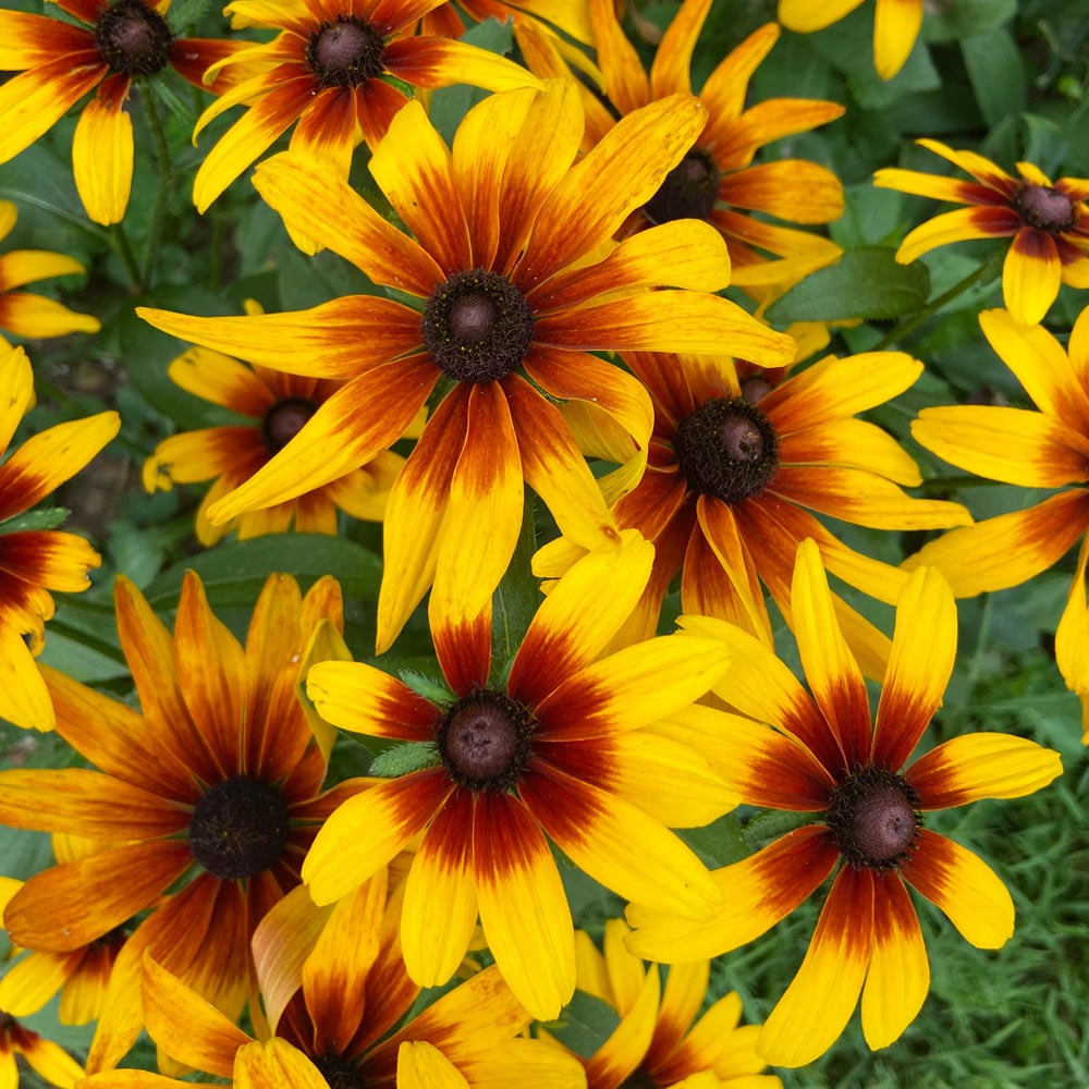 Rudbeckia Minibeckia Flame