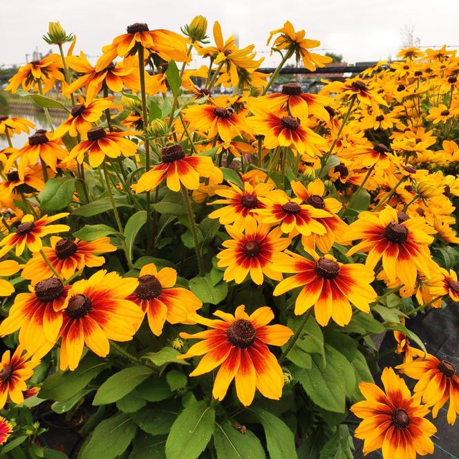 Rudbeckia Sunspot Yellow Bicolor