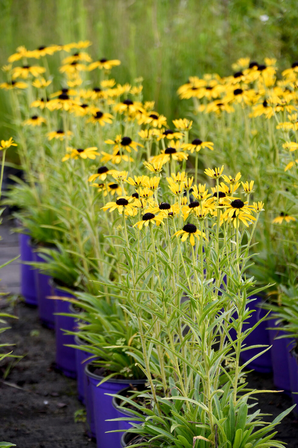 Rudbeckia Sweet as Honey