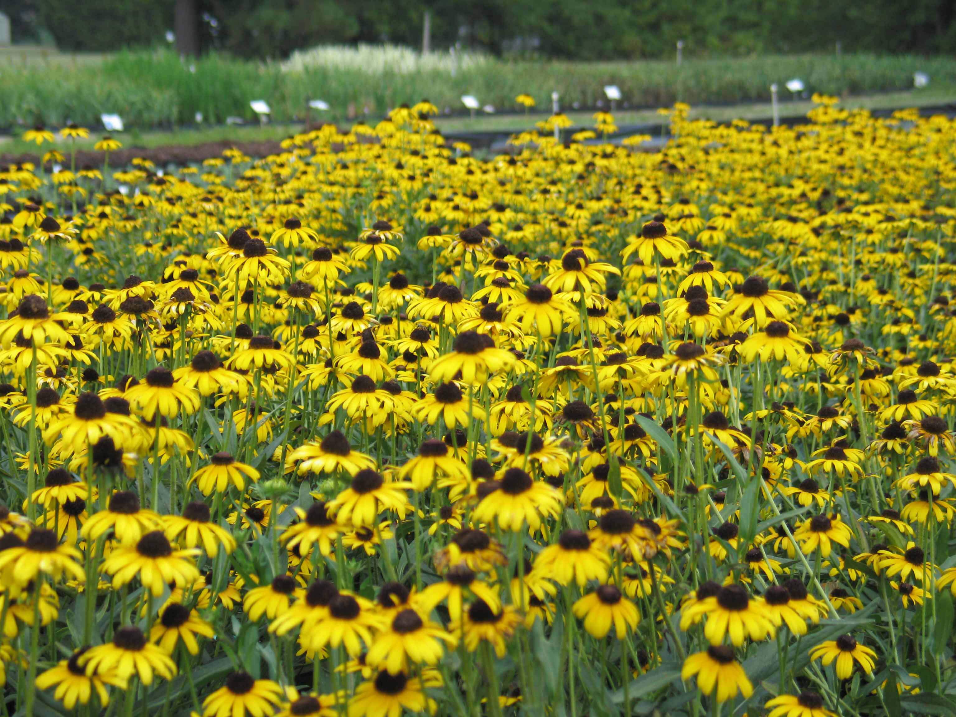 Rudbeckia 'Viette's Little Suzy'