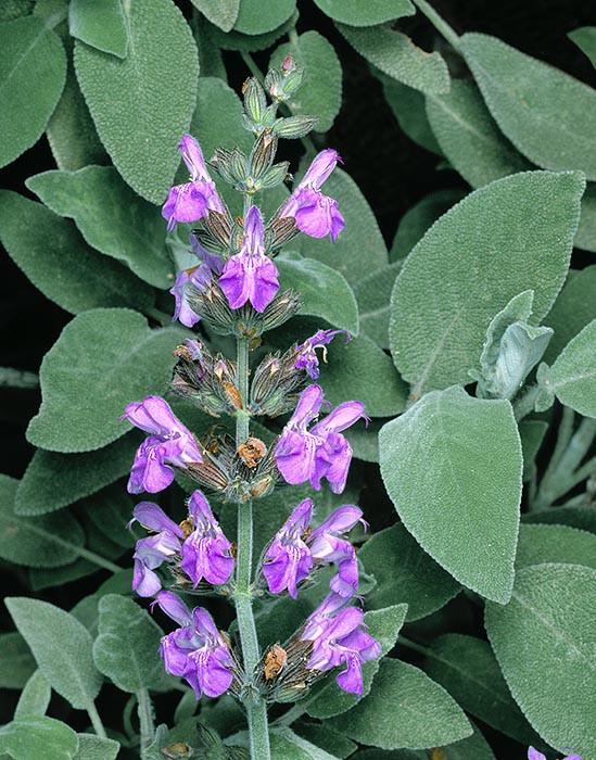 Sage - Salvia officinalis