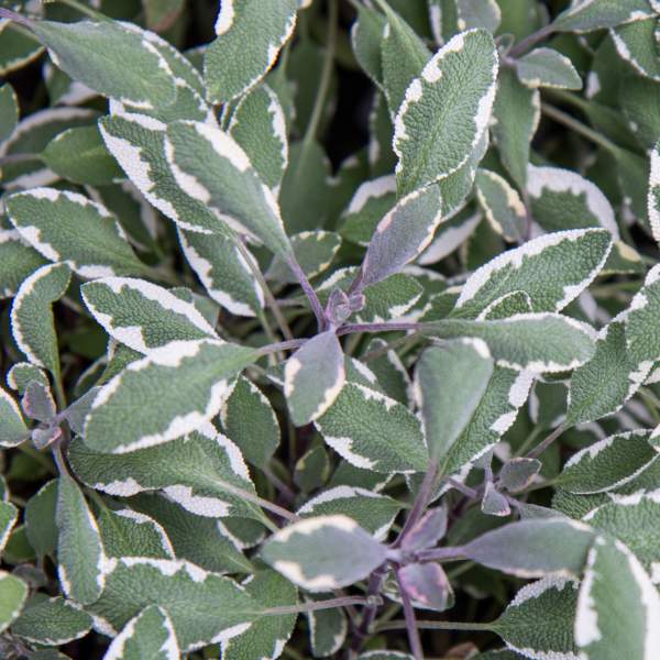 Sage - Salvia officinalis 'Tricolor'