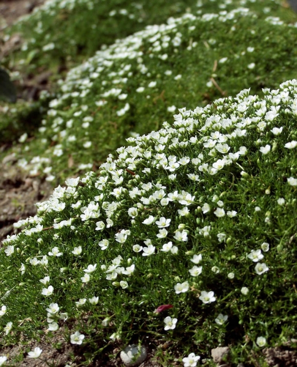 Sagina aubulata