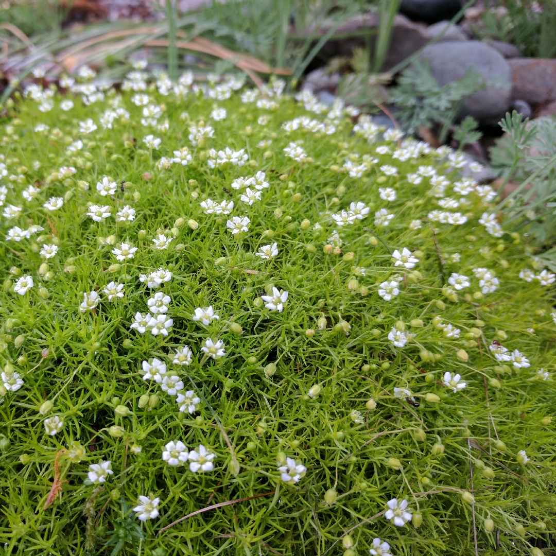 Sagina subulata 'Aurea'