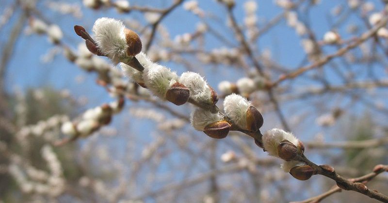 Salix discolor