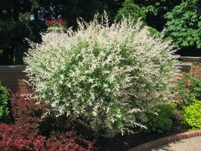 Salix integra 'Hakuro-nishiki'