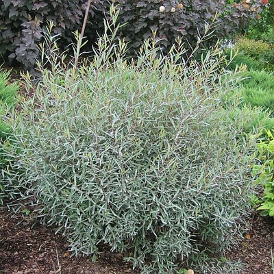 Salix purpurea 'Nana"