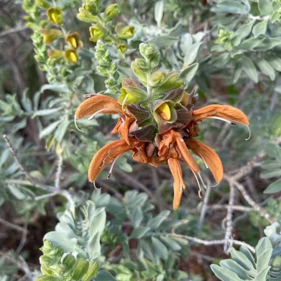 Salvia Aurea