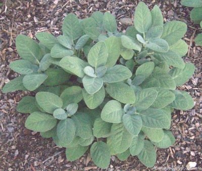 Salvia Berggarten