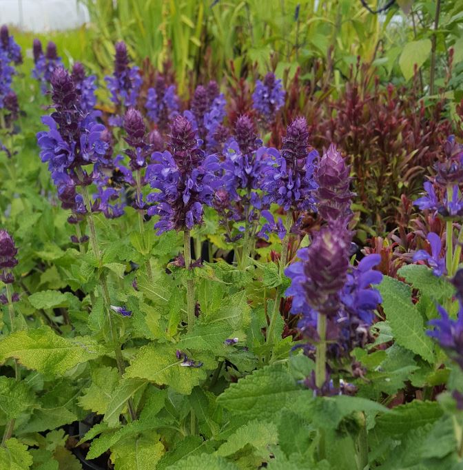 Salvia 'Blue Marvel'
