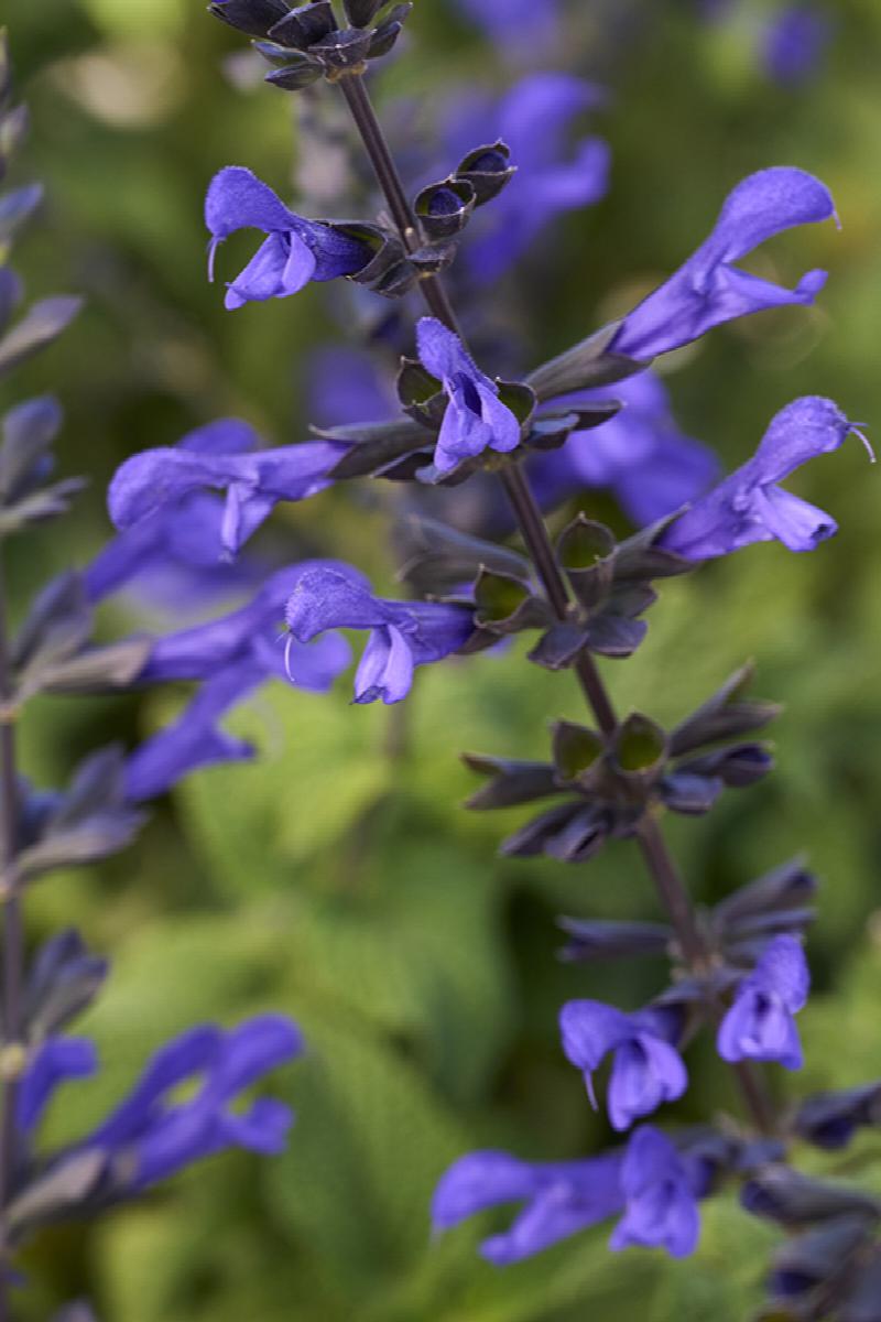 Salvia Bodacious 'Rhythm & Blues'