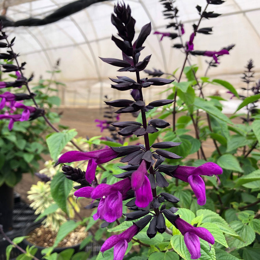 Salvia Bodacious 'Smokey Jazz'