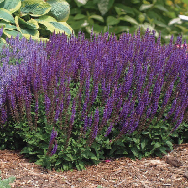 Salvia nemorosa 'East Friesland'