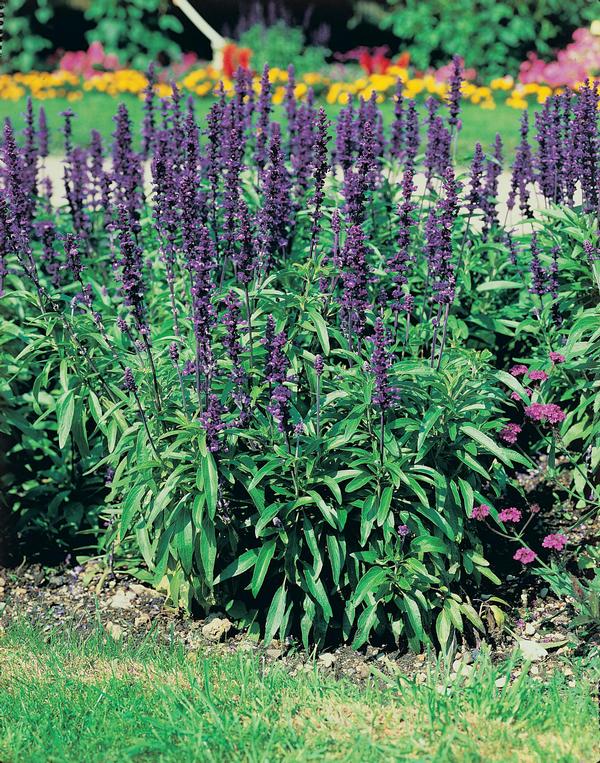 Salvia Rhea