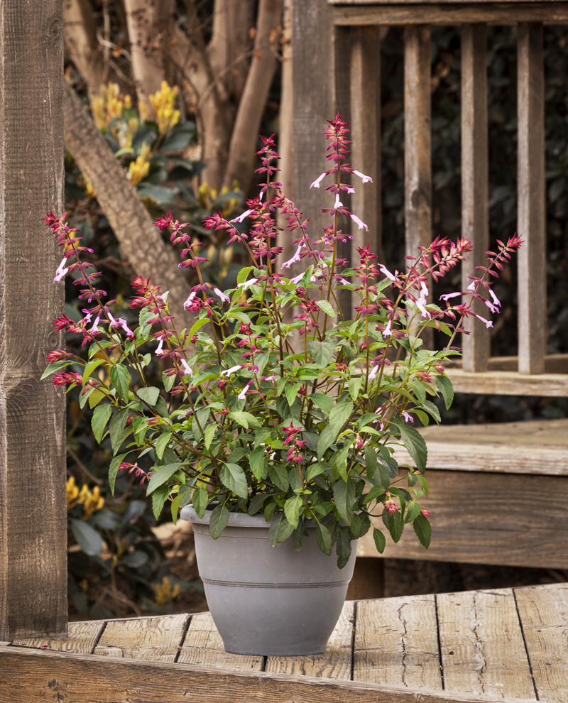 Salvia Fashion 'Orange'