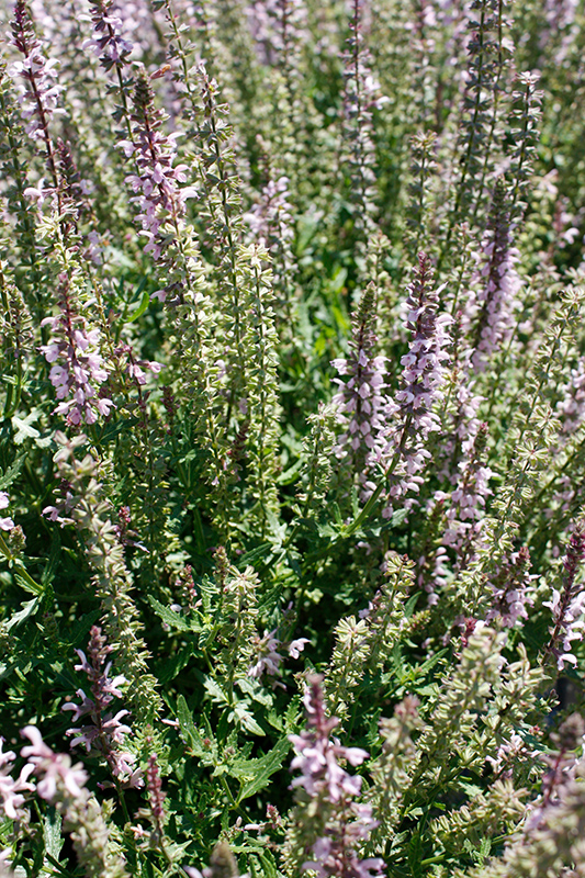Salvia Feathers Flamingo