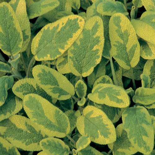 Salvia Icterina