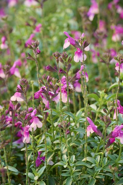 Salvia Mirage Rose Bicolor