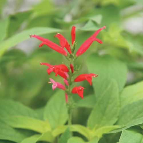Salvia Pineapple