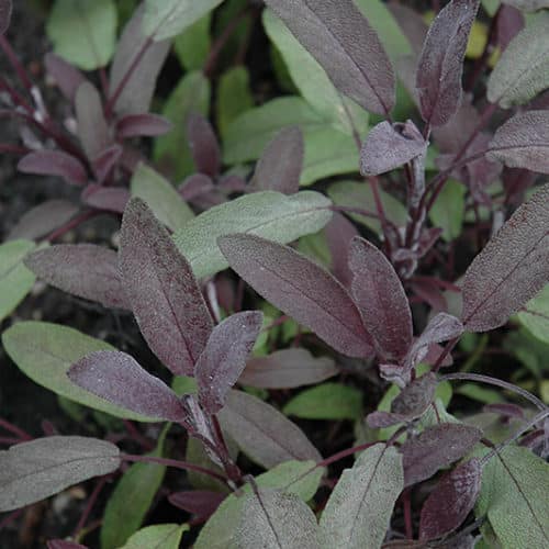 Salvia Purple