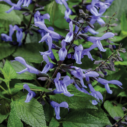 Salvia Blue Suede Shoes