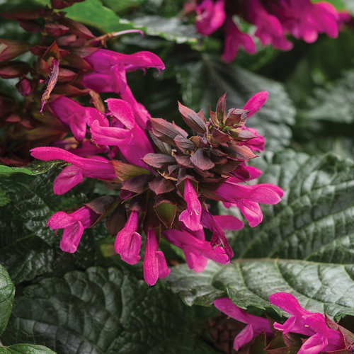 Salvia Rockin Fuchsia