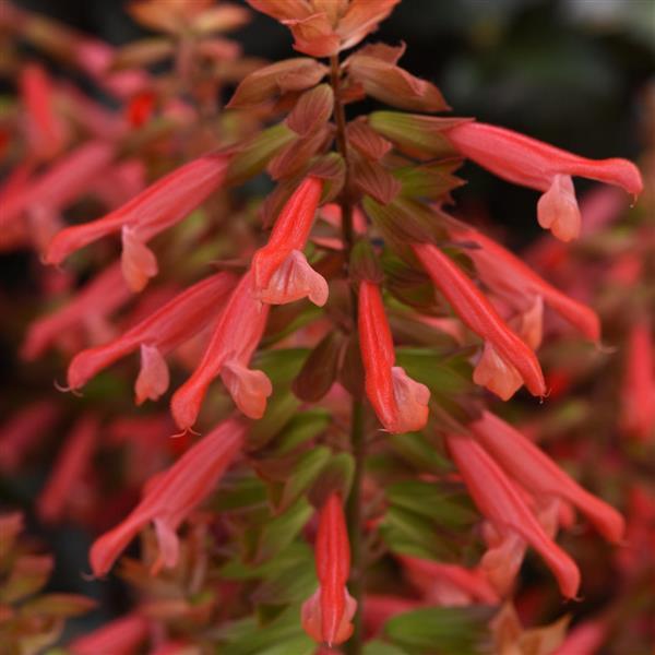 Salvia Skyscraper Orange