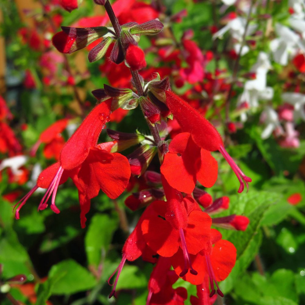 Salvia Summer Jewel 'Red'