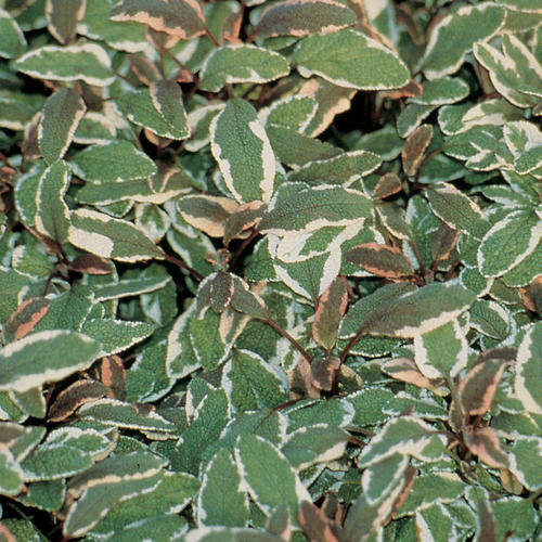 Salvia Tricolor