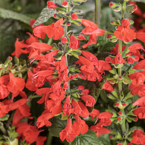 Unplugged red