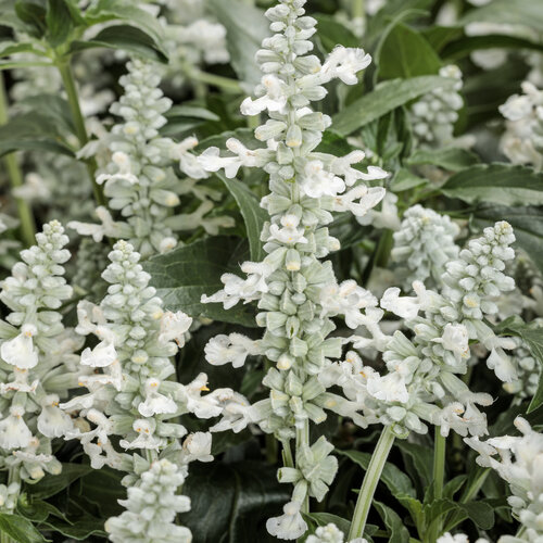 unplugged white